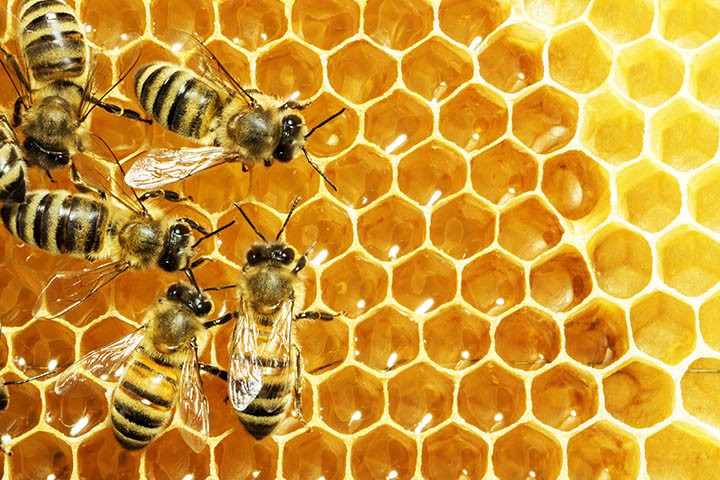 ცოცხალი ფუტკრის იმპორტი გაიზარდა, სად ყიდულობს საქართველო ფუტკარს