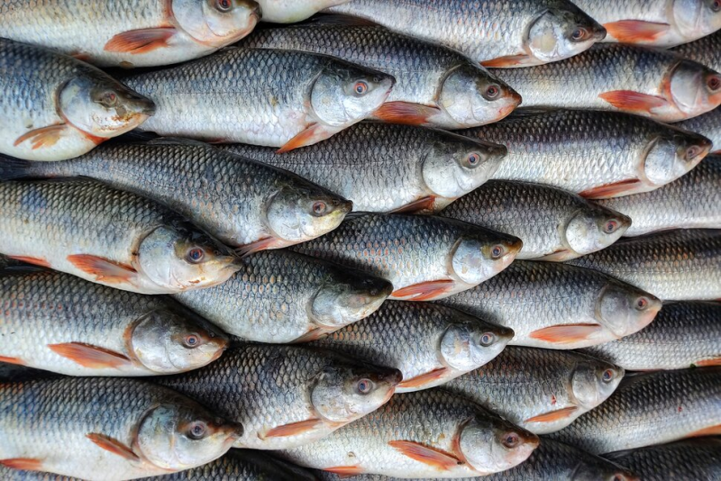 საქართველოში მოხმარებული თევზის 97,5% იმპორტირებულია - სოფო დიასამიძე
