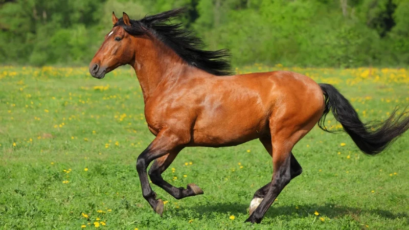 რუსეთი საქართველოში სუფთა ჯიშის სანაშენე ცხენების მთავარი იმპორტიორია