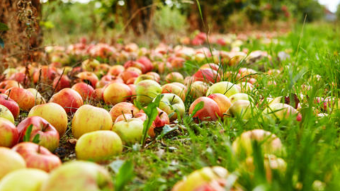 გორსა და ქარელში ფერმერებს ვაშლის გაყიდვის პრობლემა აქვთ