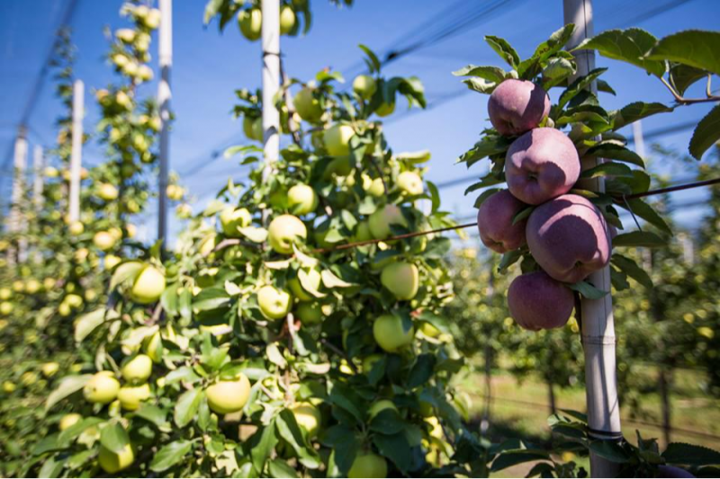 პრობლემური წელია, ვაშლის გაყიდვა ქართულ ბაზარზე  გადავწყვიტეთ -  ,,ტირიფონის ბაღები“