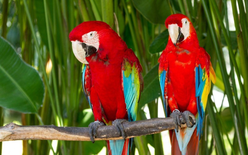 თუთიყუშების იმპორტი რეკორდულ ნიშნულზეა