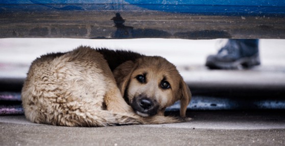 თბილისში მიუსაფარი ძაღლების აღრიცხვა დაიწყება
