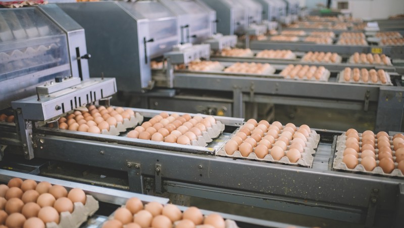 კვერცხის წარმოება პიკზეა, მარკეტებში ფასი აქციების პირობებში შემცირდება - „კუმისის“ დამფუძნებელი