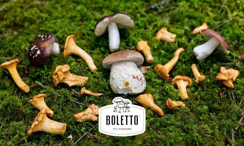 როგორ მუშაობს საქართველოში ტყის ველური სოკოების პირველი  წარმოება - Boletto-ს გეგმები