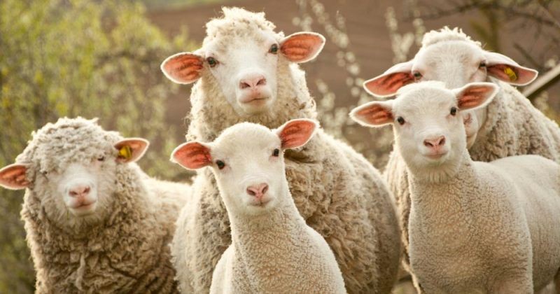 ცხვრის ექსპორტი 104%-იან ზრდას აჩვენებს