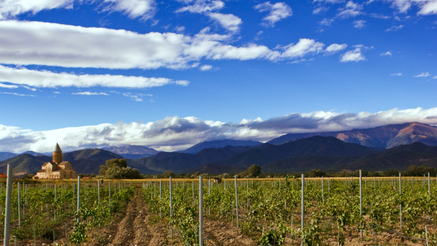 გარემოს დაცვისა და სოფლის მეურნეობის მინისტრის ბრძანებით სამეწარმეო ვენახის გაშენების წესი დამტკიცდა