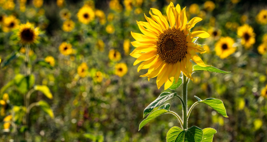 EBRD lends €13.5 million to Polish lecithin producer LeciForce