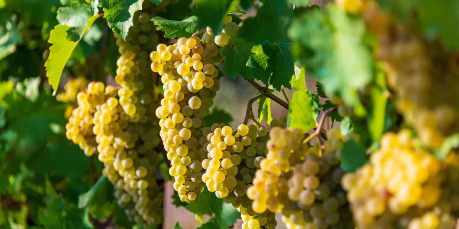Grape harvest passes 100,000-tonne mark in Kakheti - National Wine Agency
