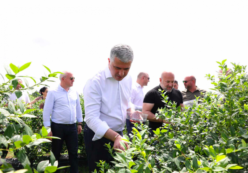 წელს ველოდებით მოცვის წარმოების და ექსპორტის გაორმაგებულ მაჩვენებელს, რაც ნიშნავს დაახლოებით 100-120 მლნ ლარის შემოსავალს ექსპორტიდან ჩვენი ფერმერებისა და მეწარმეებისთვის - ოთარ შამუგია